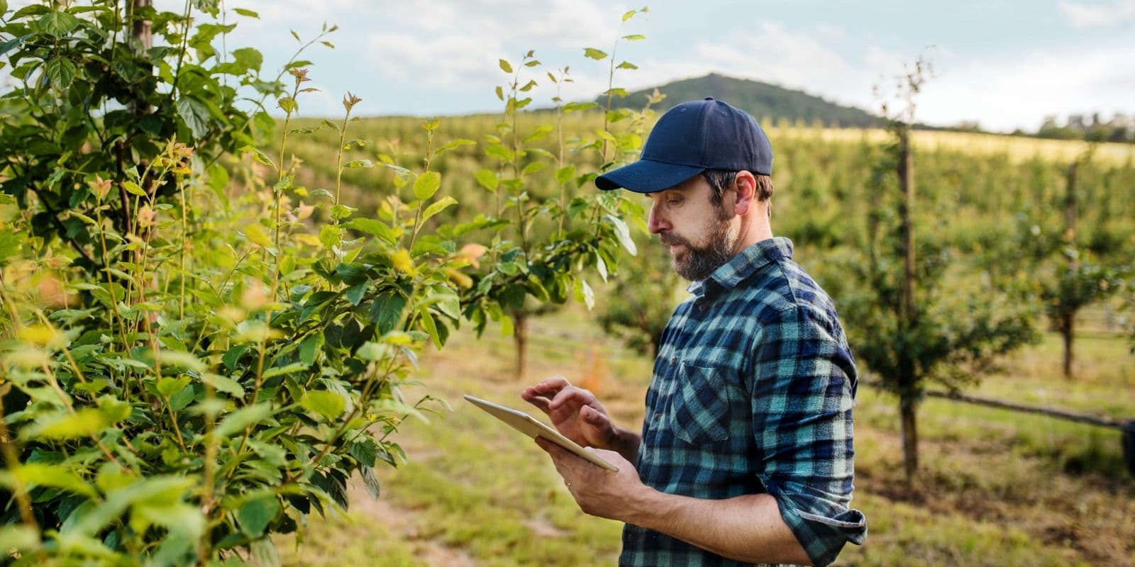 The Agronomist's Secret Weapon: How Koru Turns One Expert Into a Team of Ten